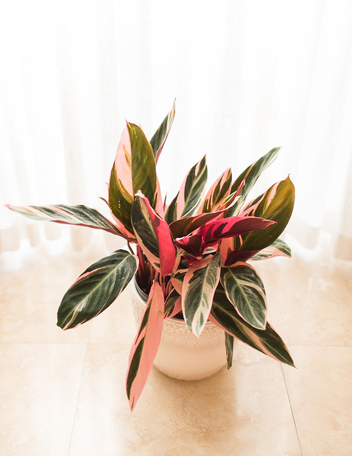 Stromanthe Triostar
