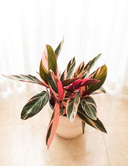 Stromanthe Triostar