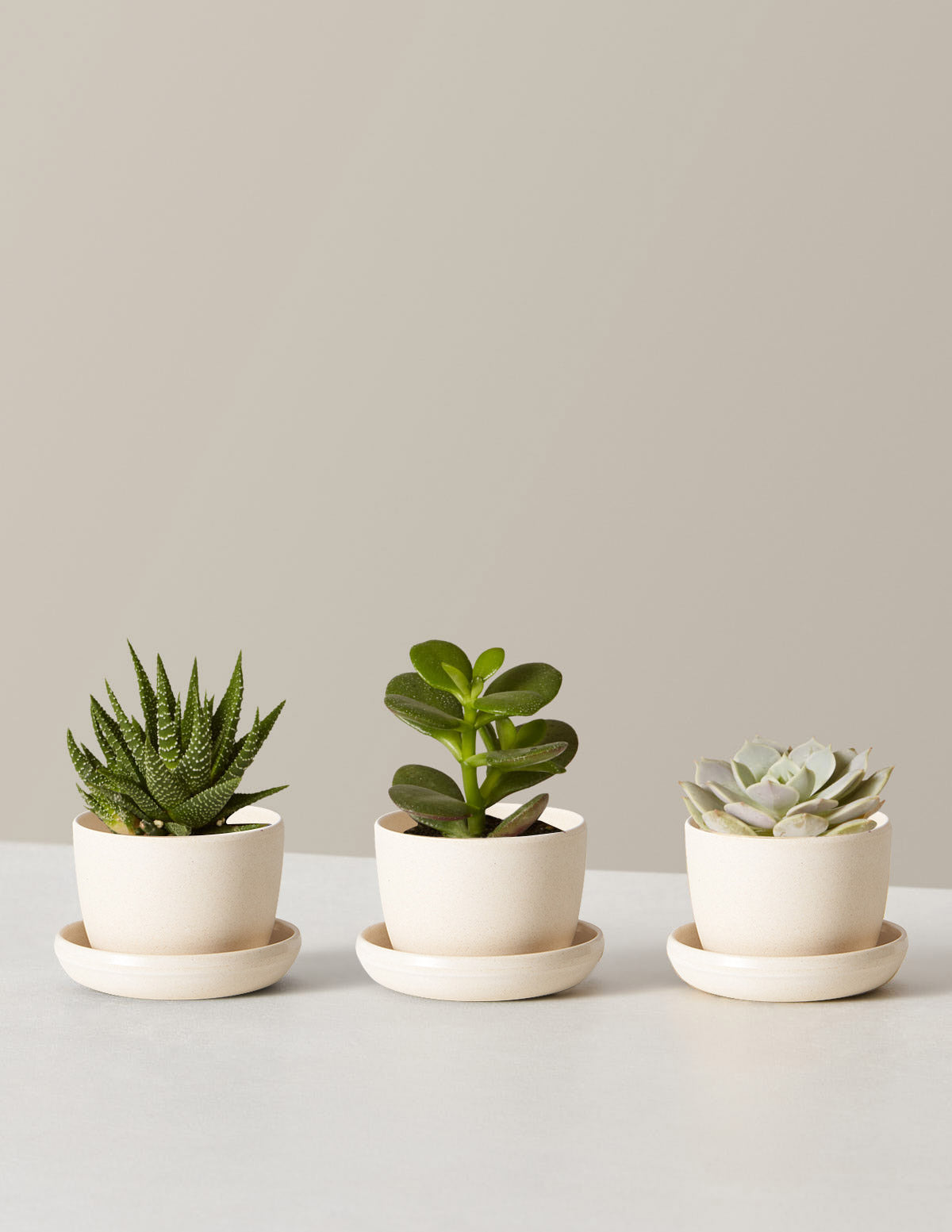 Succulent Assortment