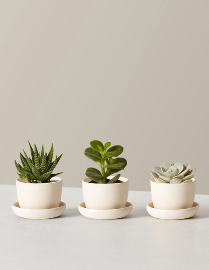 Succulent Assortment