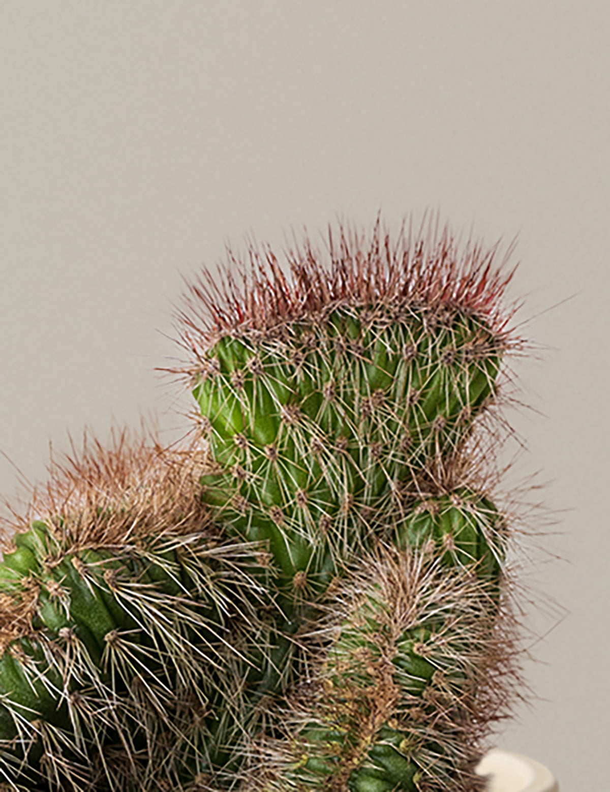 Teddy Bear Cactus