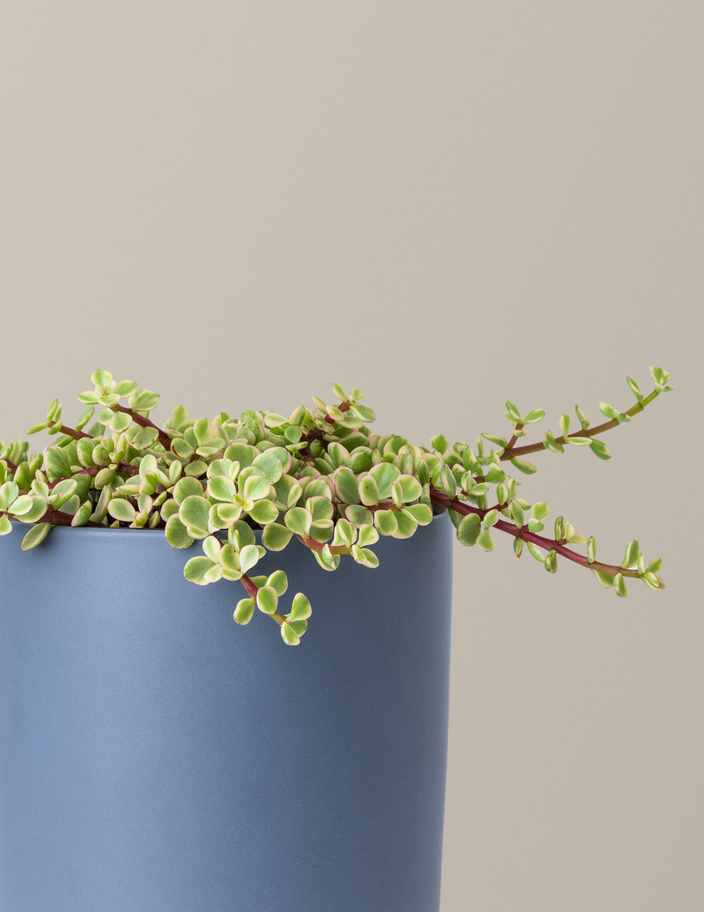 Variegated Elephant Bush Prosperity Plant