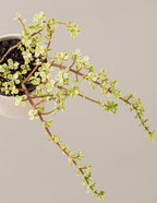 Variegated Elephant Bush Prosperity Plant