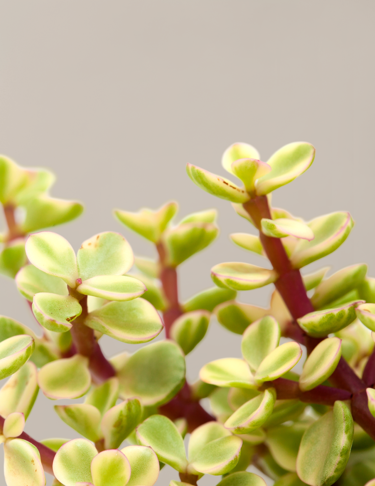 Variegated Elephant Bush Prosperity Plant