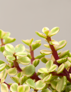 Variegated Elephant Bush Prosperity Plant