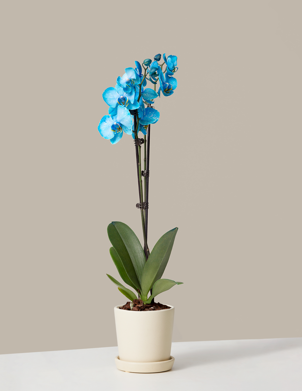 Blue Watercolor Orchid