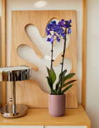 Orchid Of The Month Club