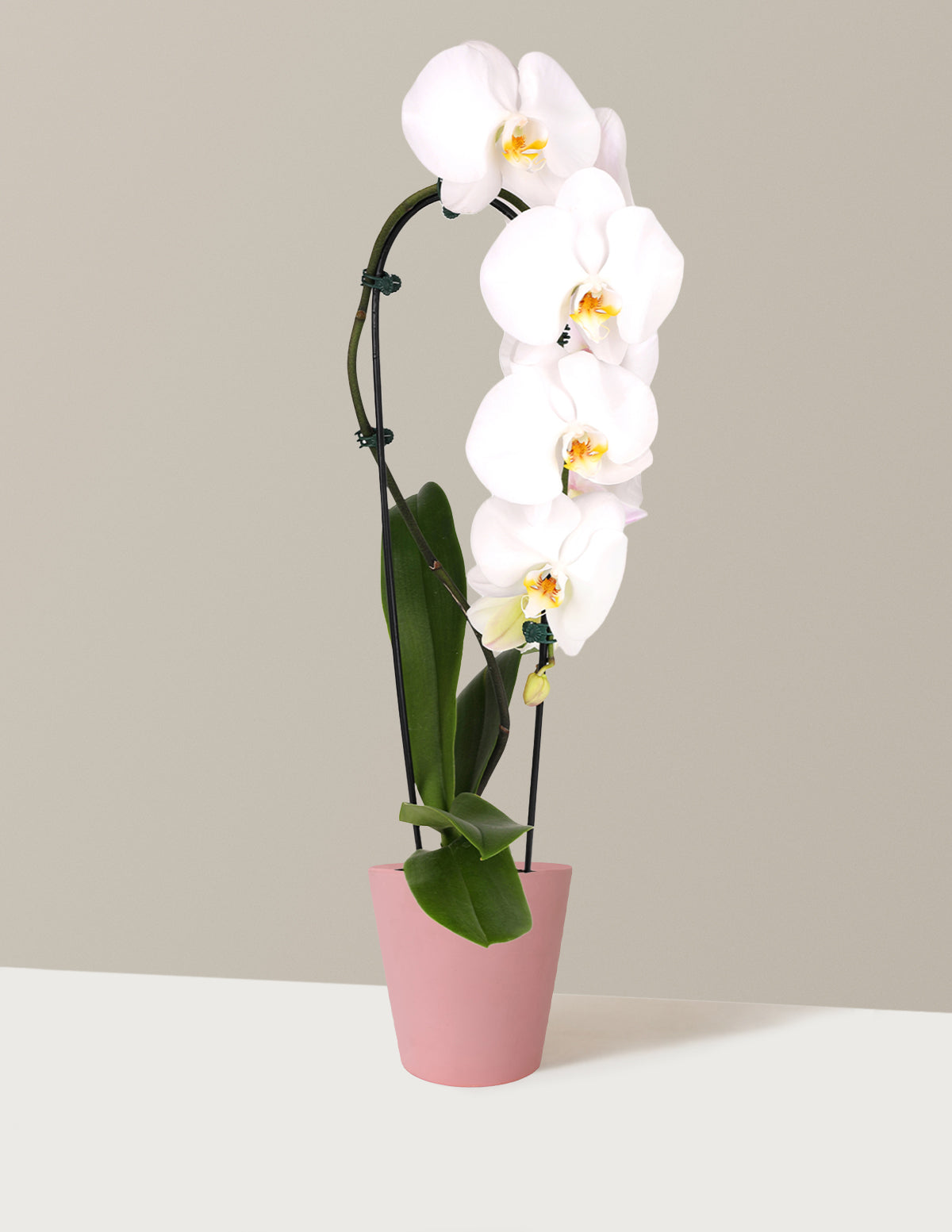 bundle | White | Marianne | Valentine