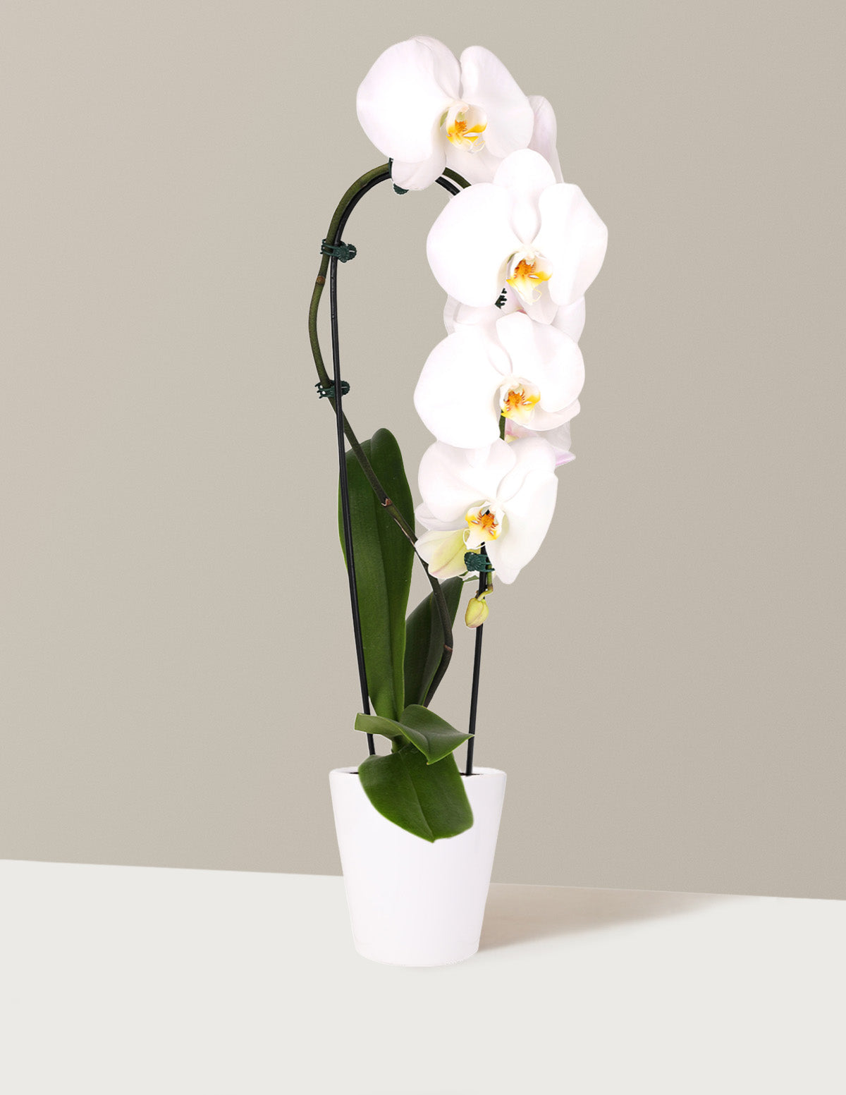 bundle | White | Marianne | White