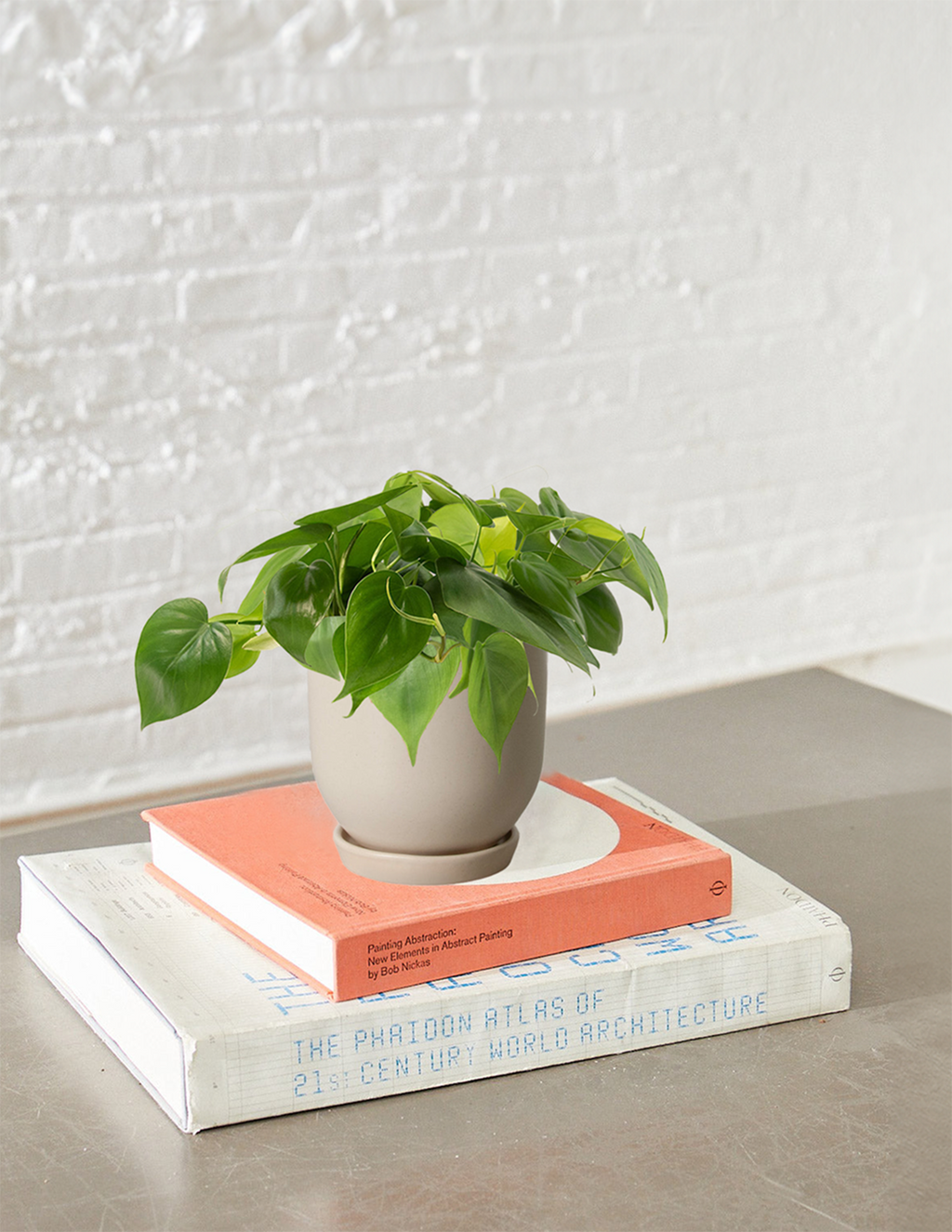 Heartleaf Philodendron