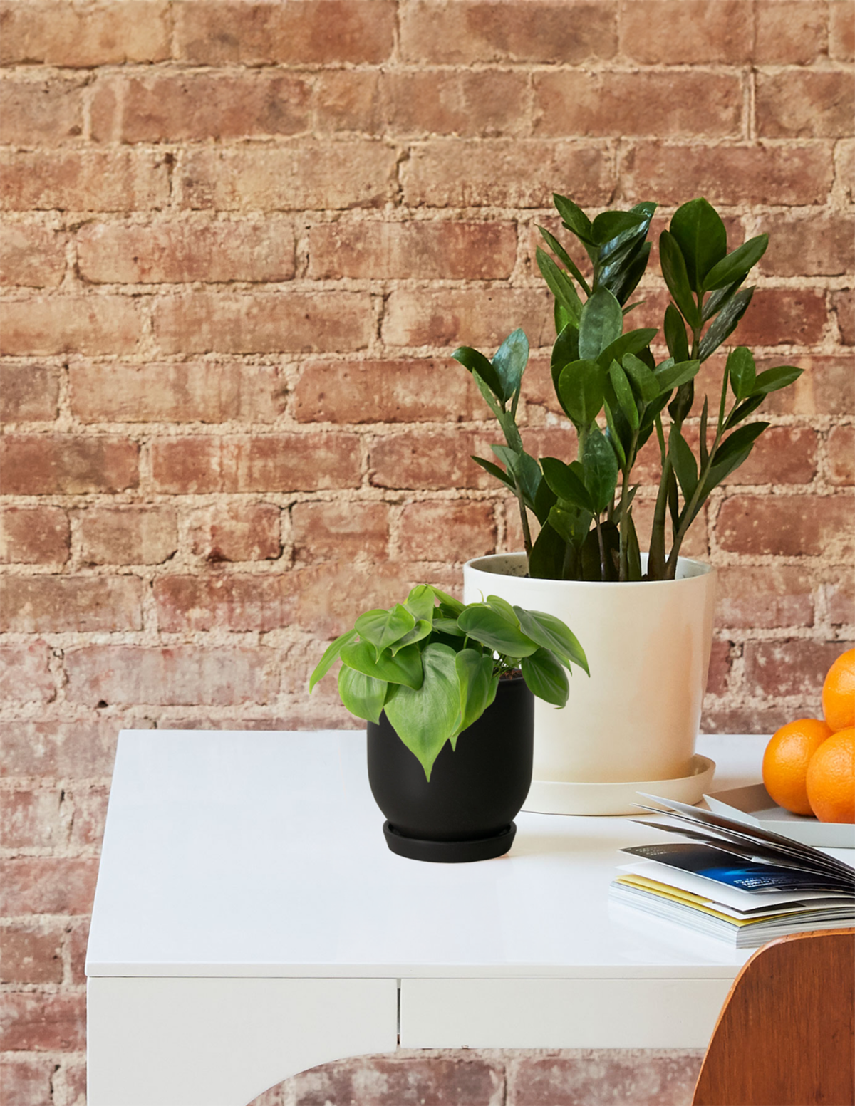 Heartleaf Philodendron