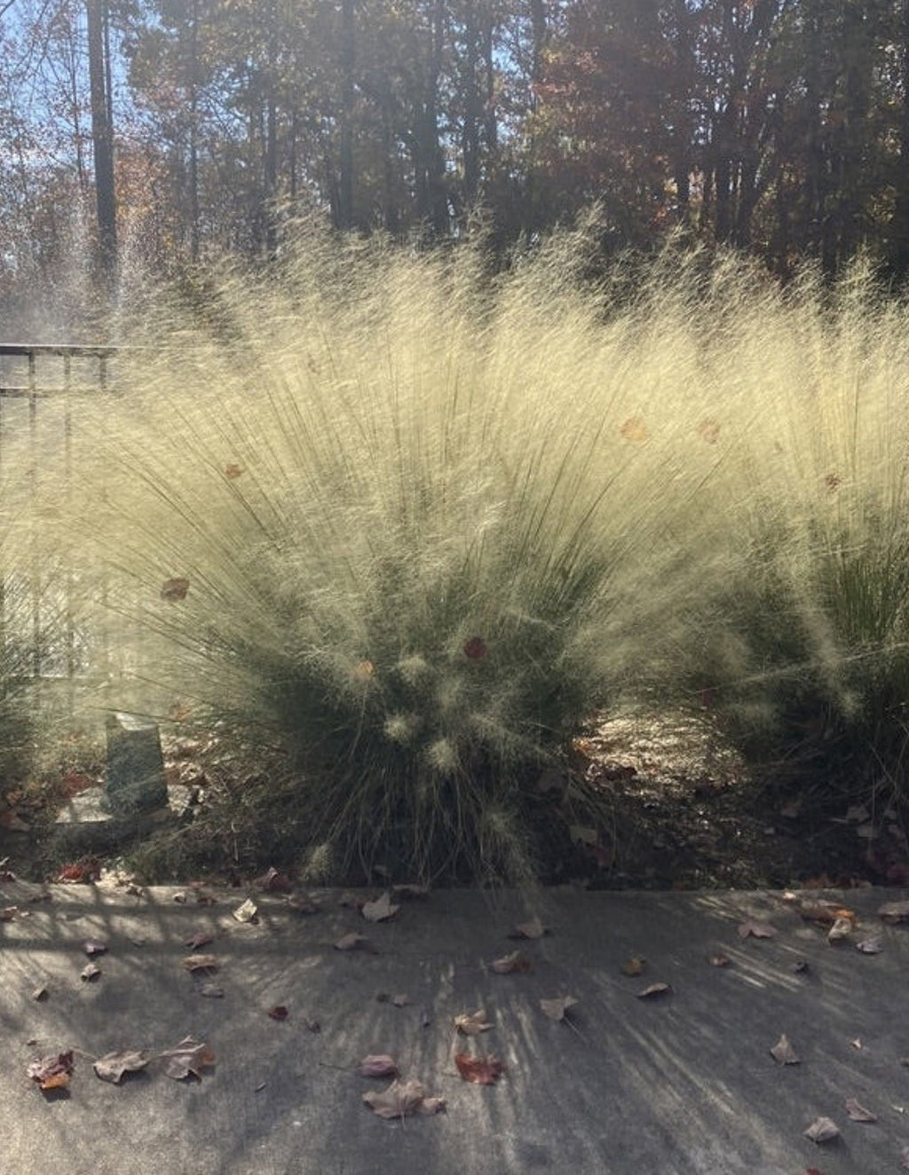 White Cloud Muhly Grass