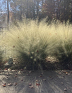 White Cloud Muhly Grass