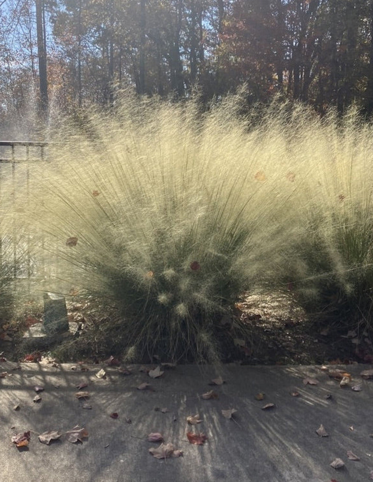 White Cloud Muhly Grass