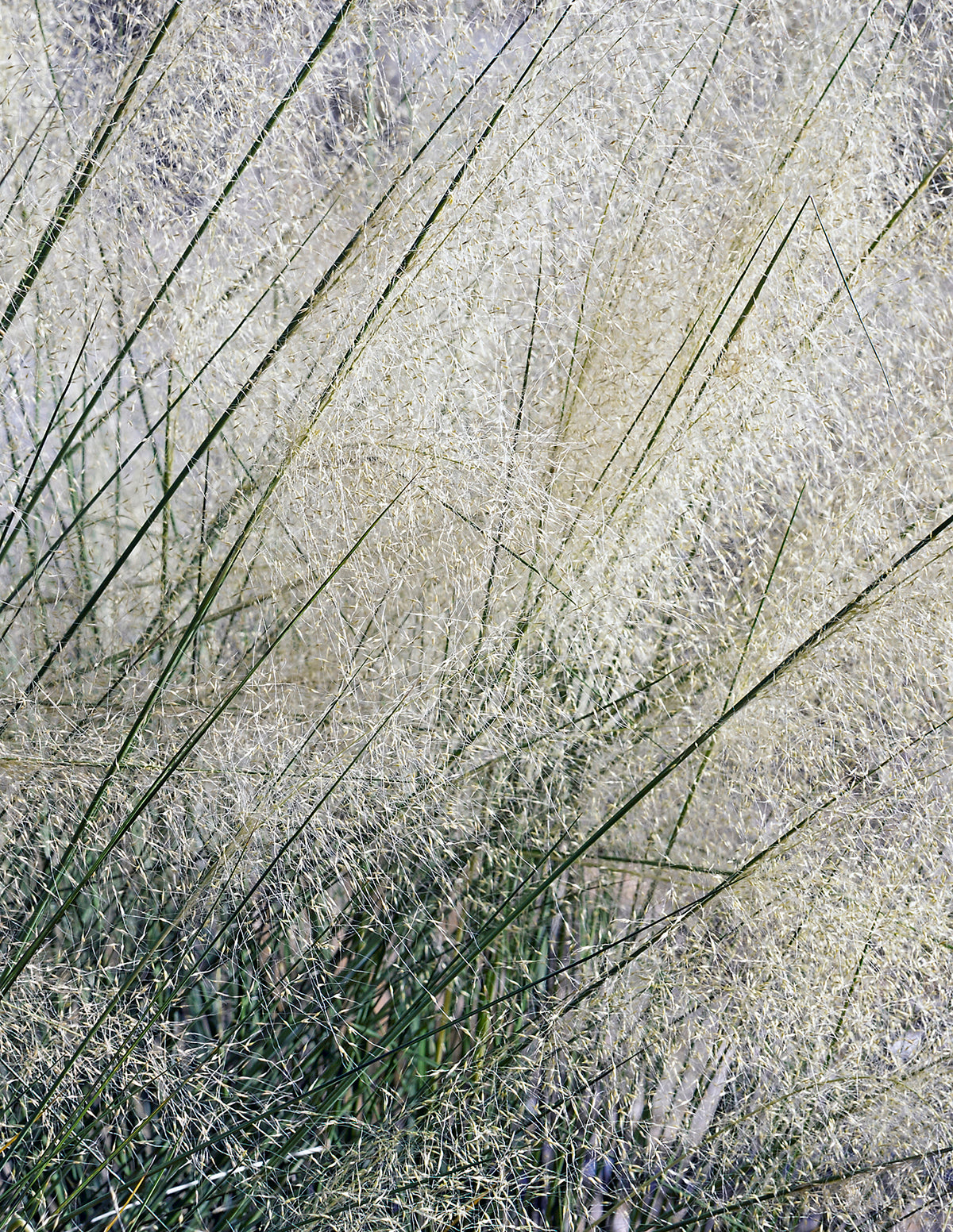 White Cloud Muhly Grass