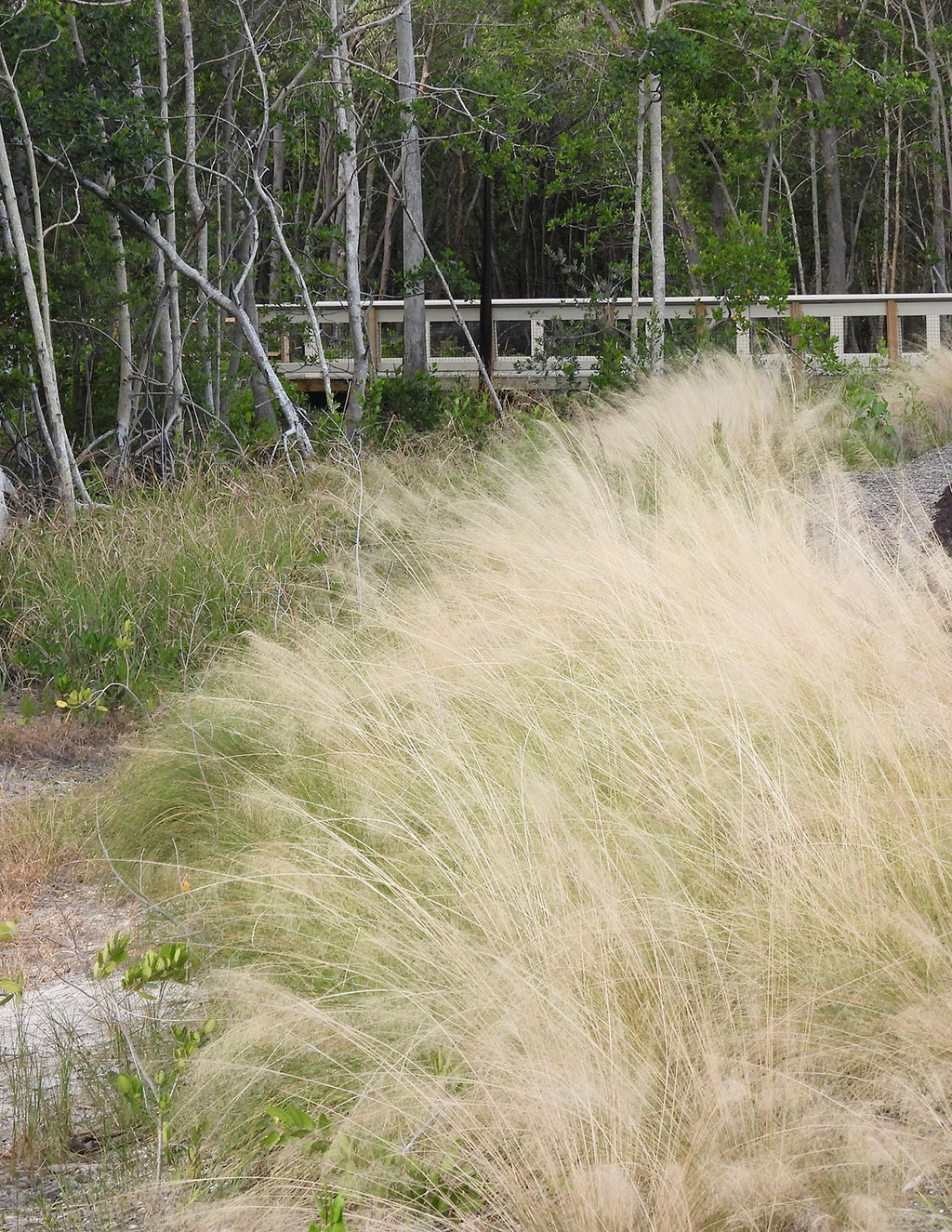 White Cloud Muhly Grass