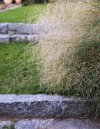 White Cloud Muhly Grass