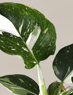 Fancy Philodendron Party Pack