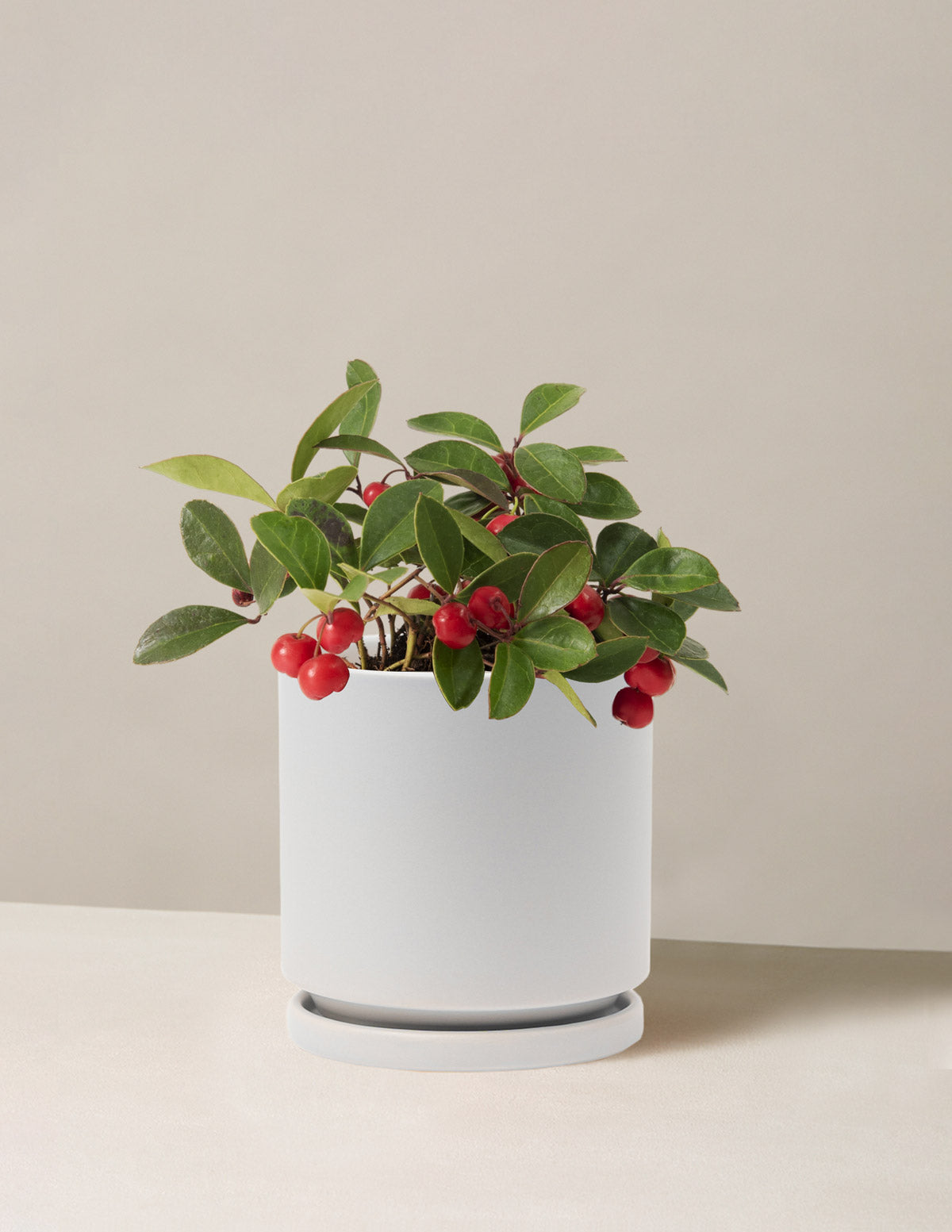 Wintergreen Cherry Berries