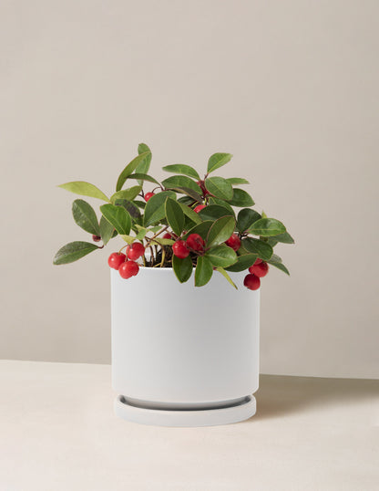 Wintergreen Cherry Berries