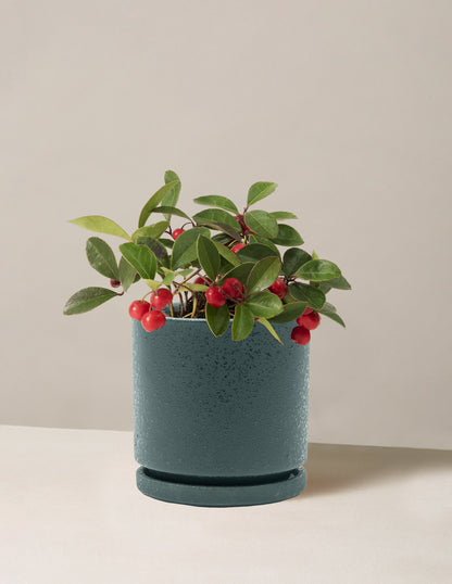 American Wintergreen
