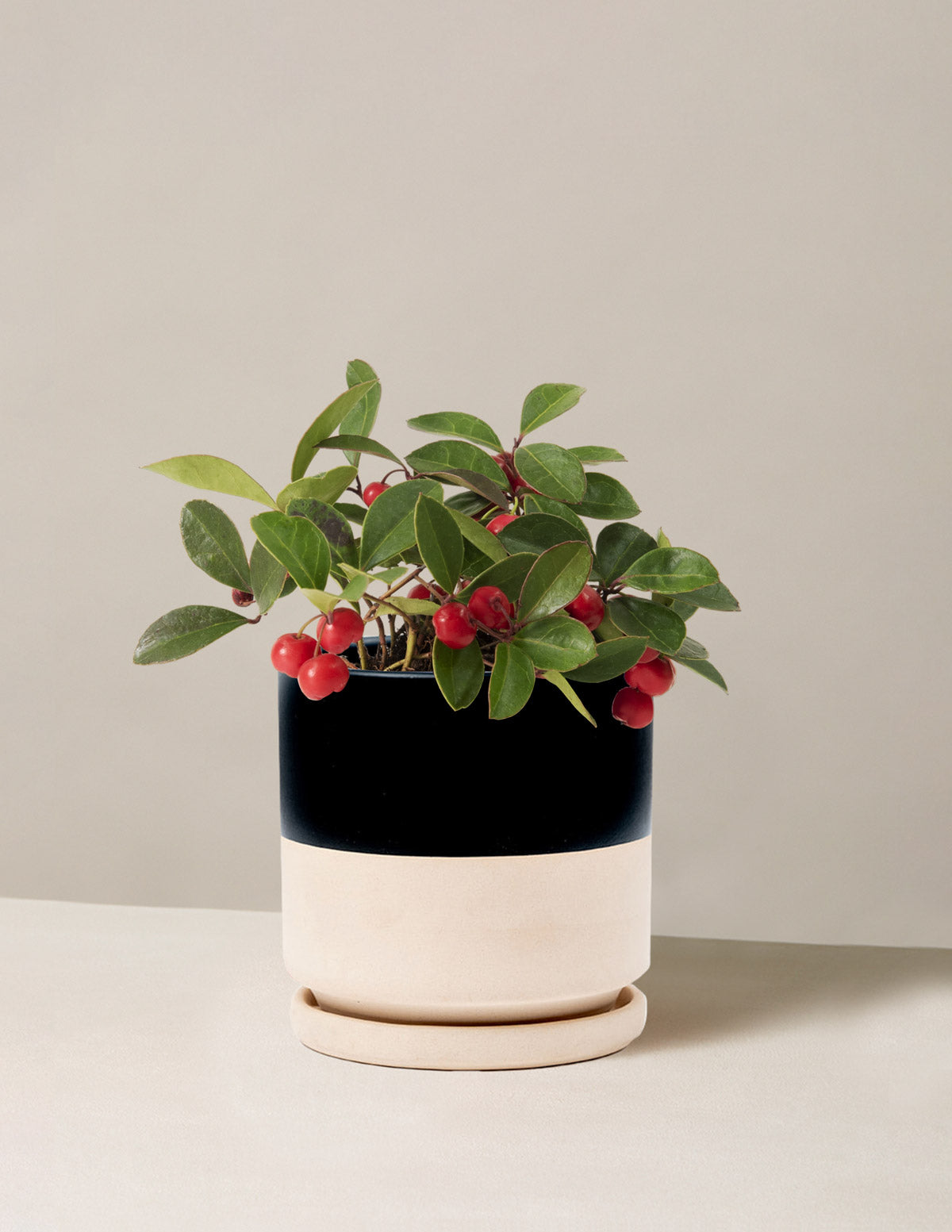 Wintergreen Cherry Berries