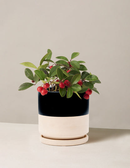 Wintergreen Cherry Berries