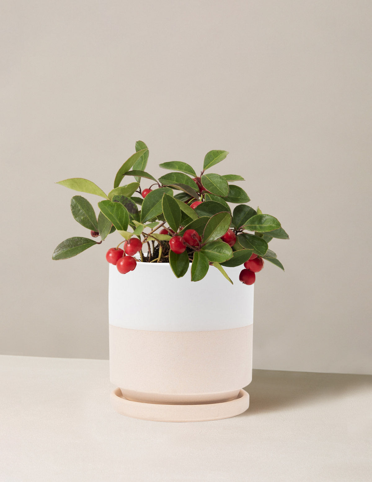 Wintergreen Cherry Berries