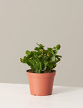 bundle | Medium | Grow Pot