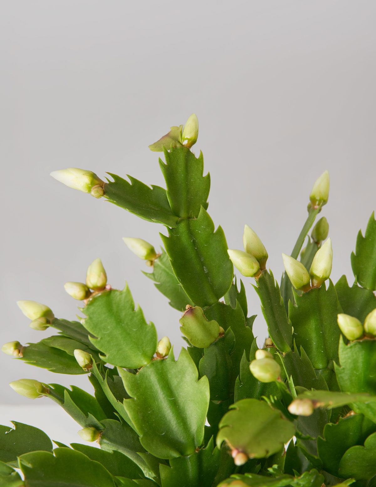 leaf cactus Seasonal Cactus Hanging Basket
