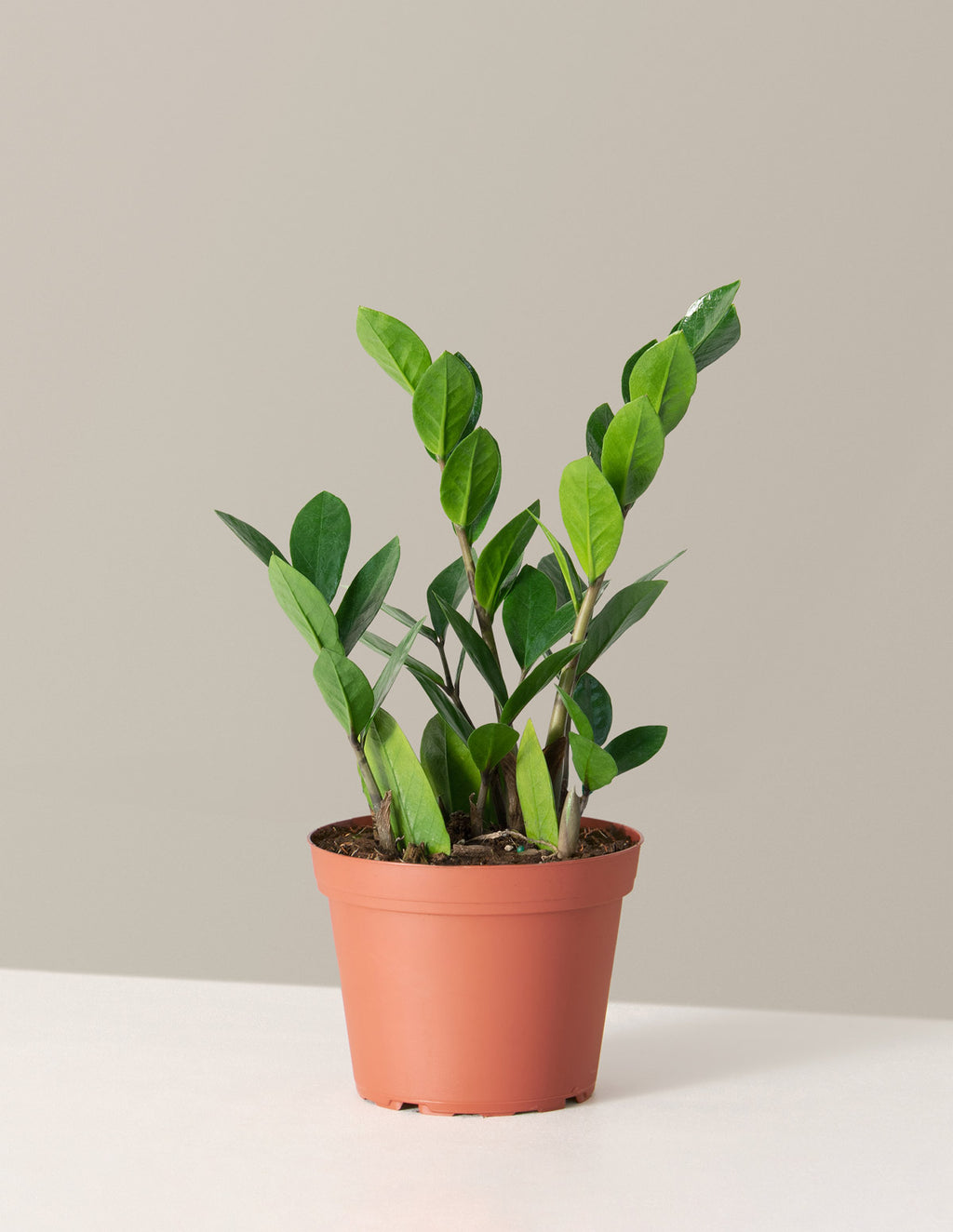 bundle | Medium | Grow Pot
