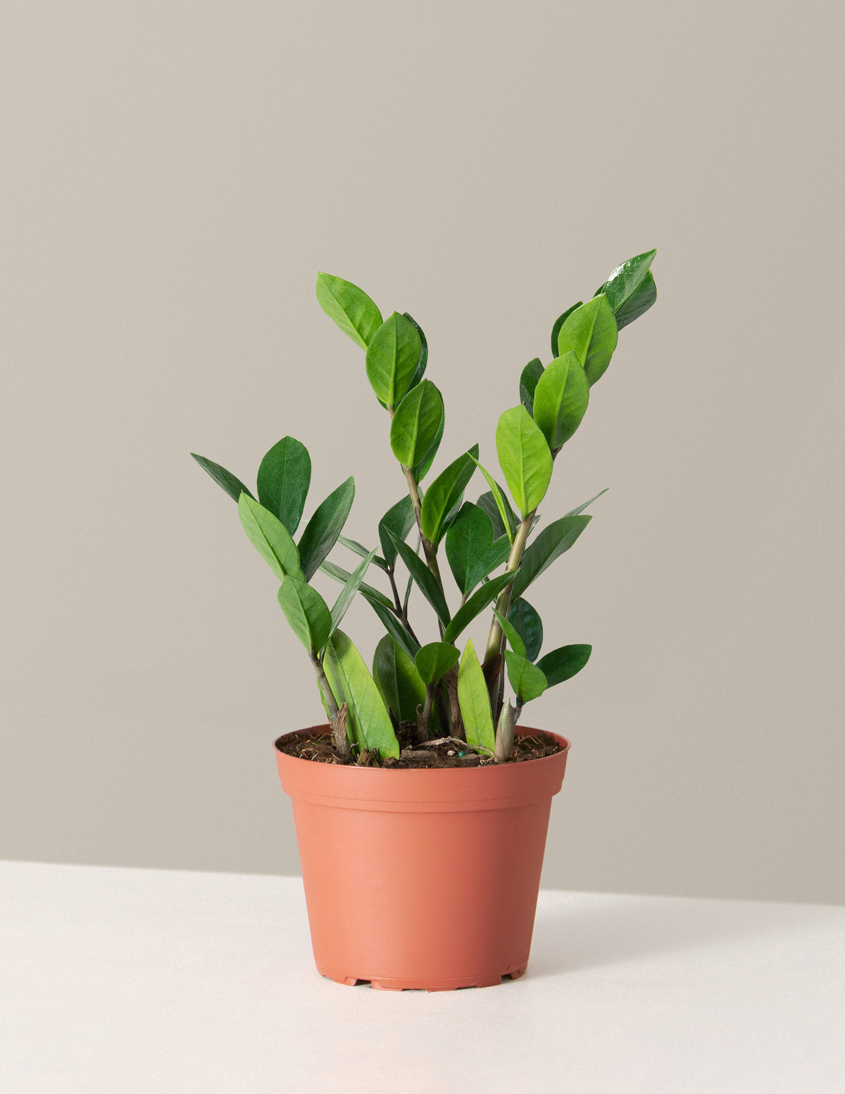 bundle | Medium | Grow Pot