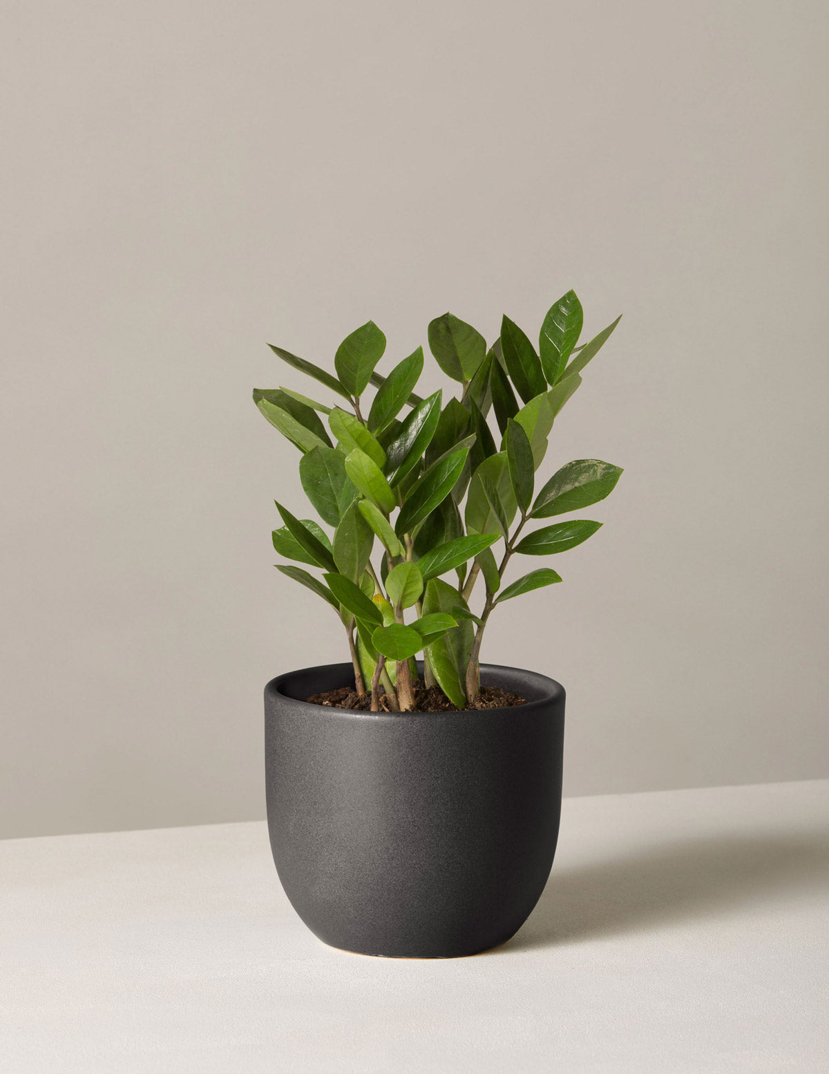 where to buy zz plant The Sill ZZ Plant, Medium in Black