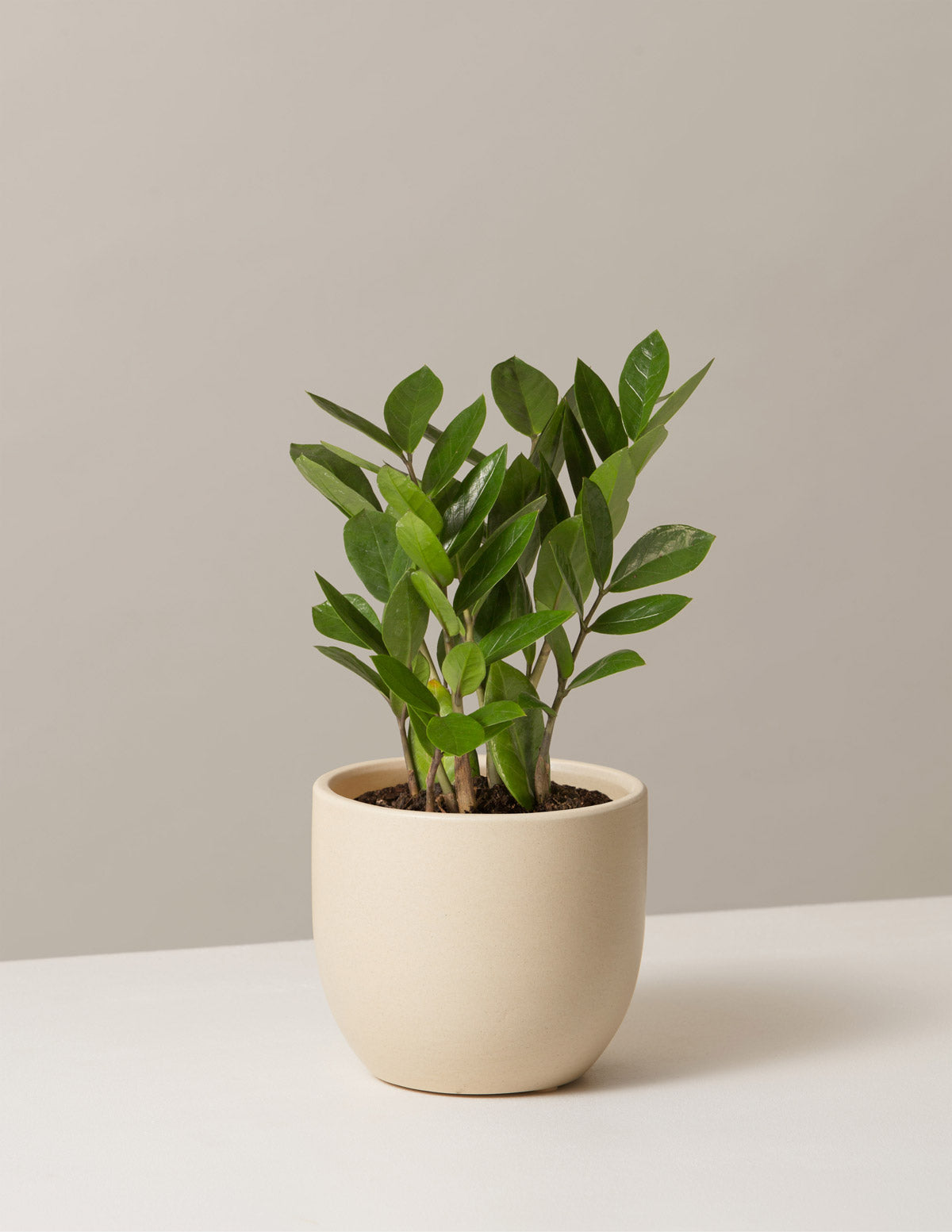 plant in white pot ZZ Plant - Large (2-3' tall) Cream Planter