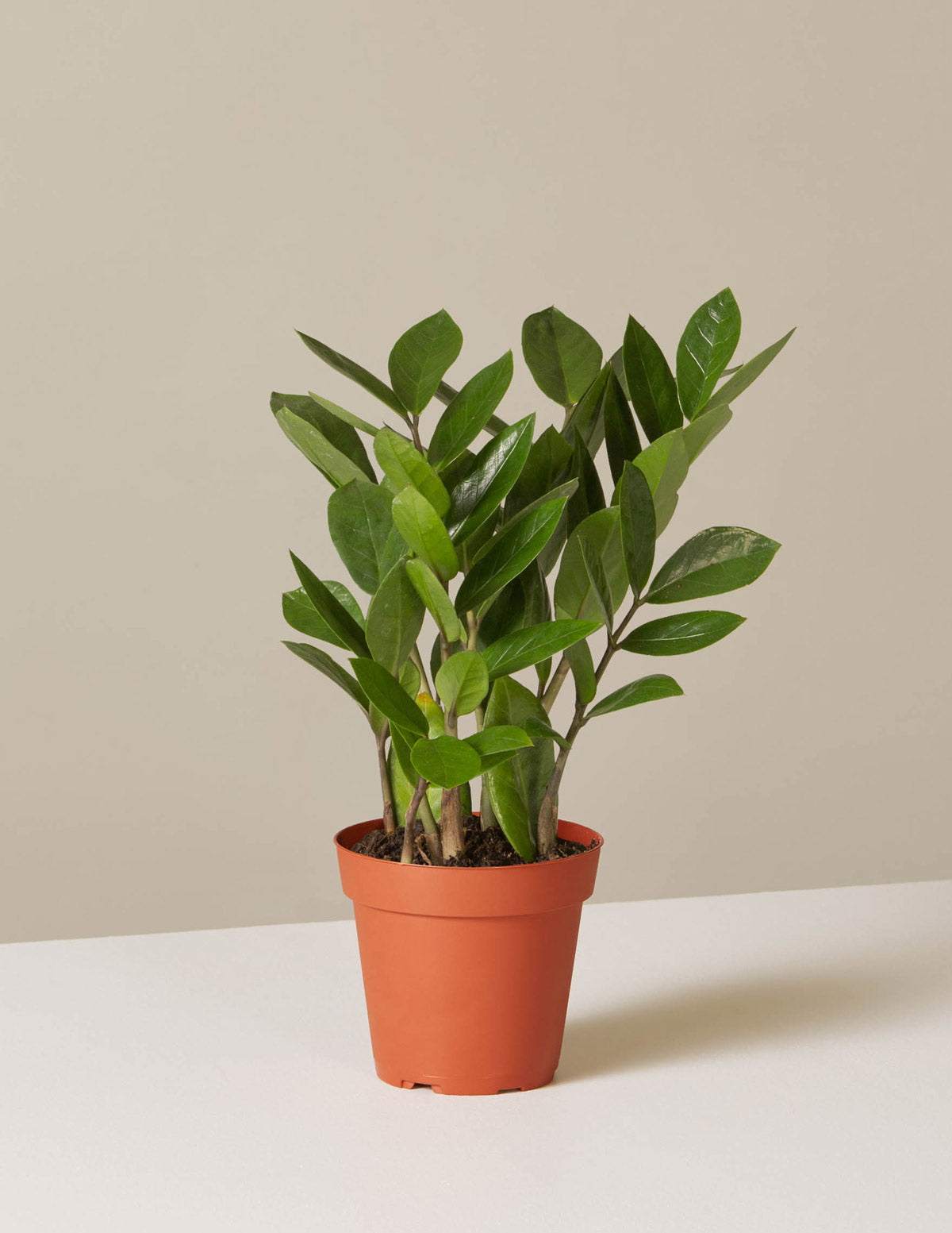 ZZ Plant