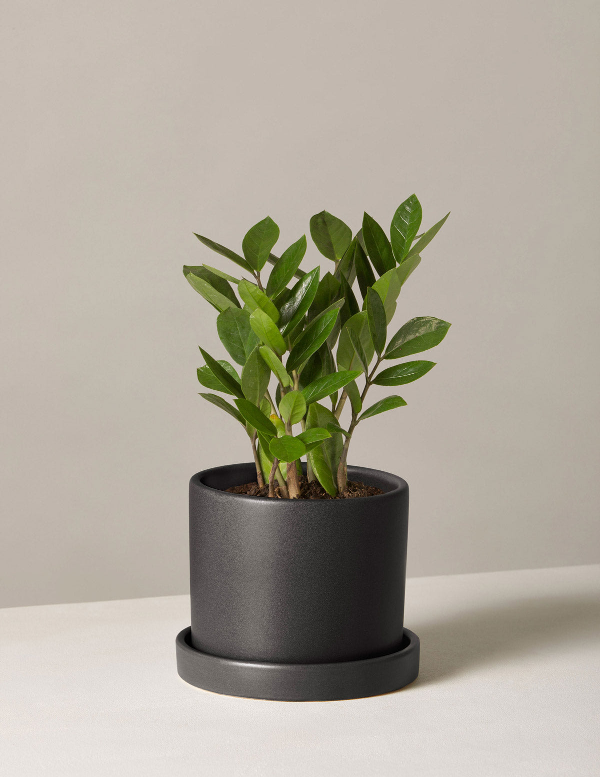 zz plant black stem ZZ Plant | Low Light Plants & Houseplants Delivery