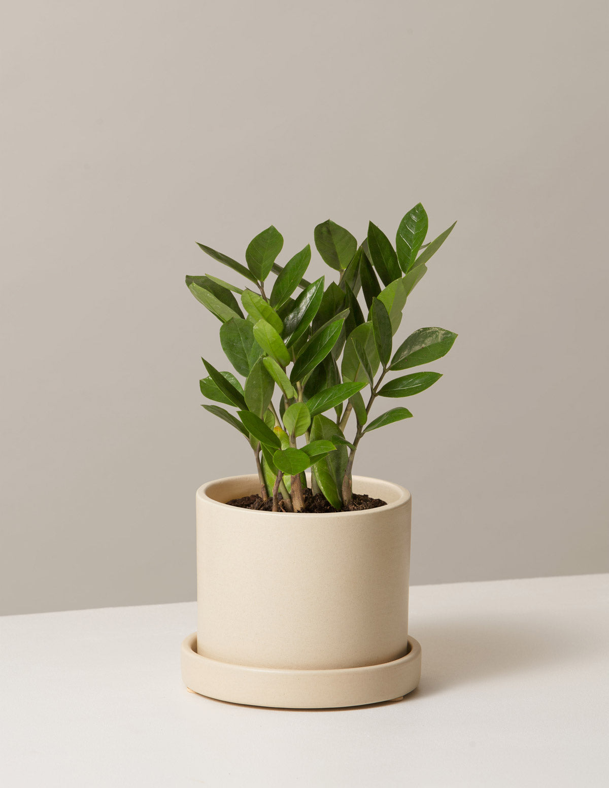 zz plant small pot The Sill ZZ Plant, Medium in Cream
