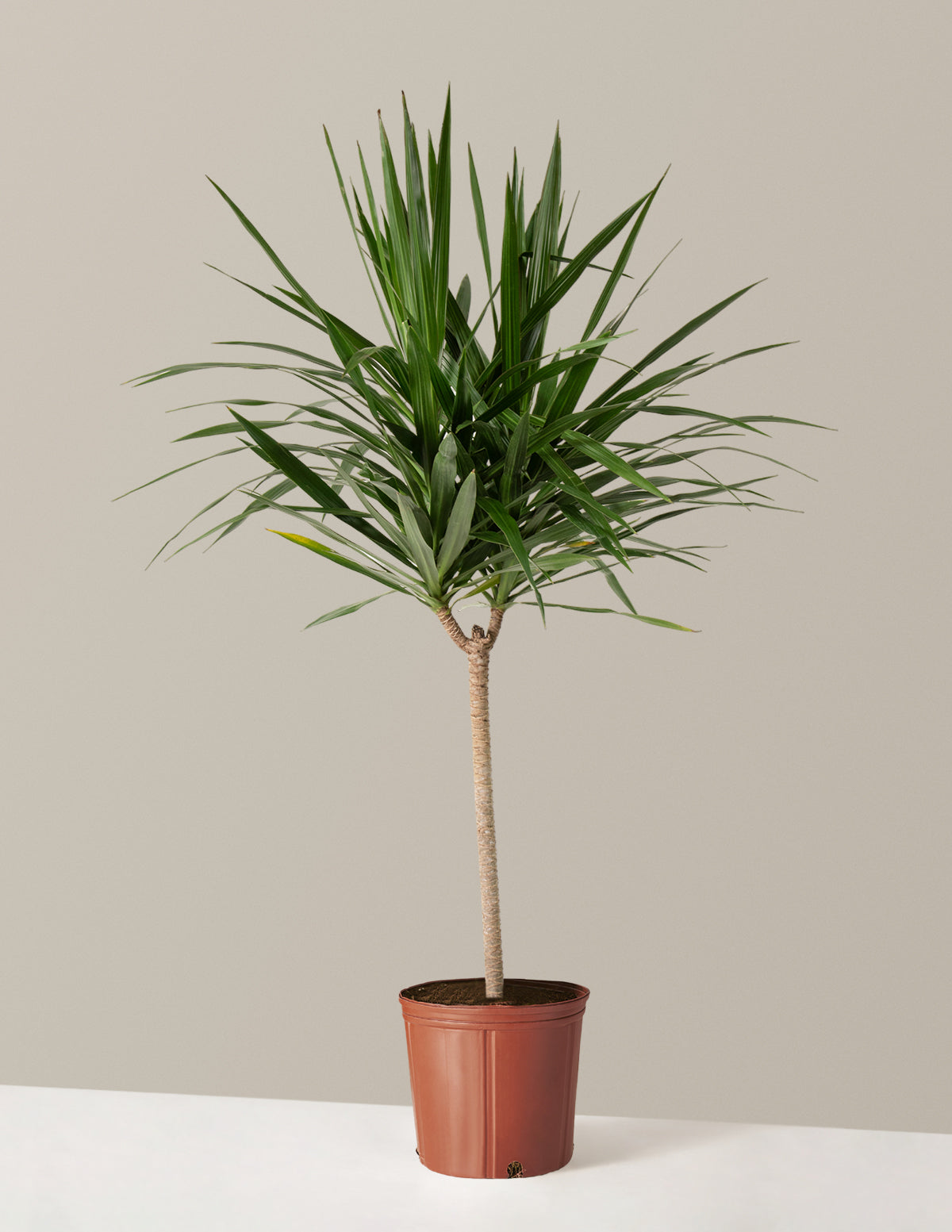 bundle | Large | Grow Pot