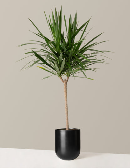 dracaena sp urban jungle Large Dracaena Tarzan | Large Houseplants for Delivery