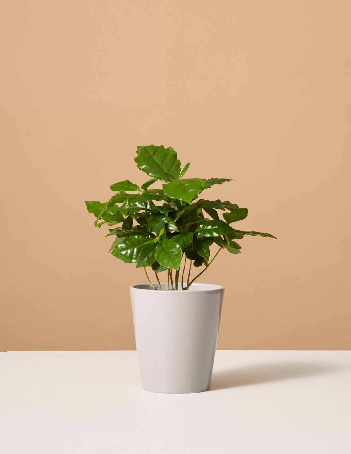 Coffee Plant