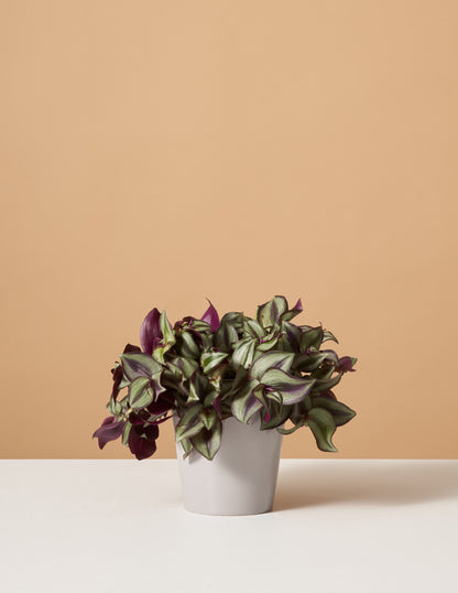 Tradescantia Zebrina