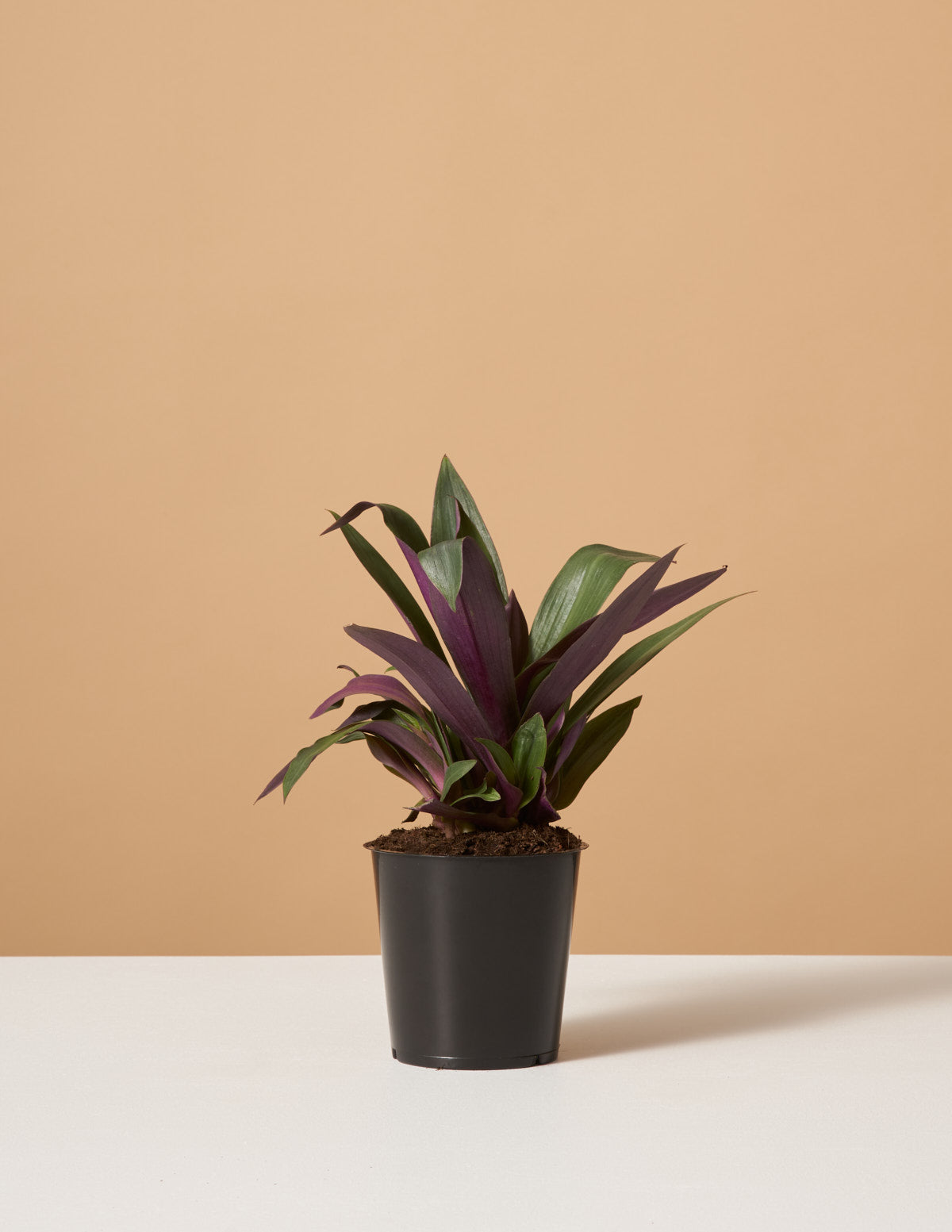 rhoeo plant care indoor Rhoeo Discolor