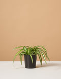 bundle | Small | Grow Pot
