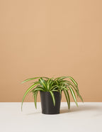 bundle | Small | Grow Pot
