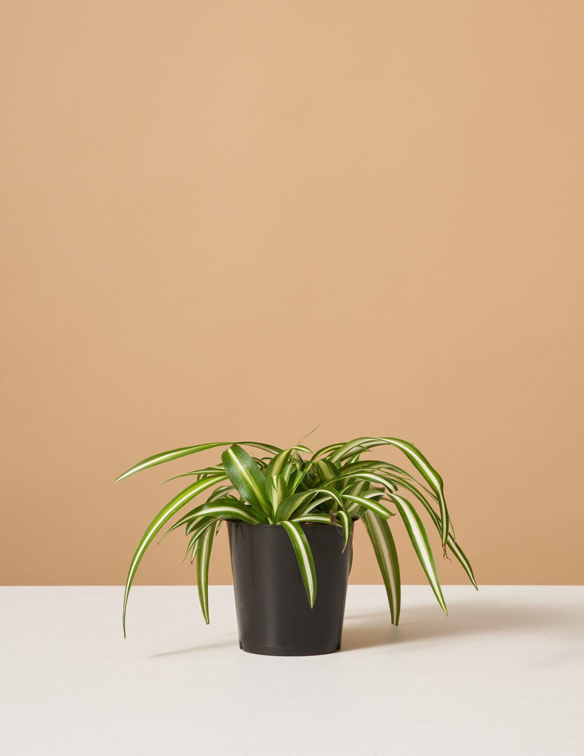 bundle | Small | Grow Pot