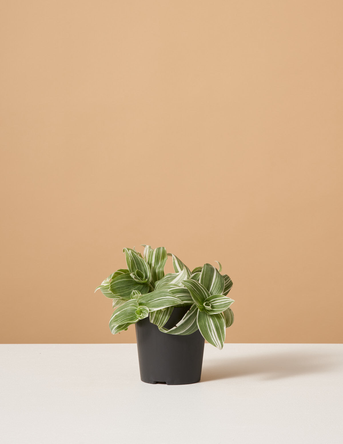 bundle | Small | Grow Pot