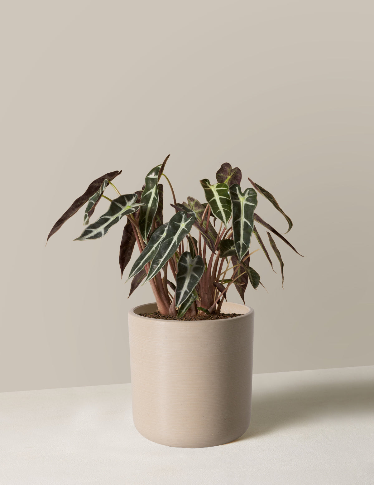 Alocasia Bambino