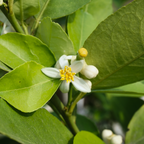 Key Lime Tree