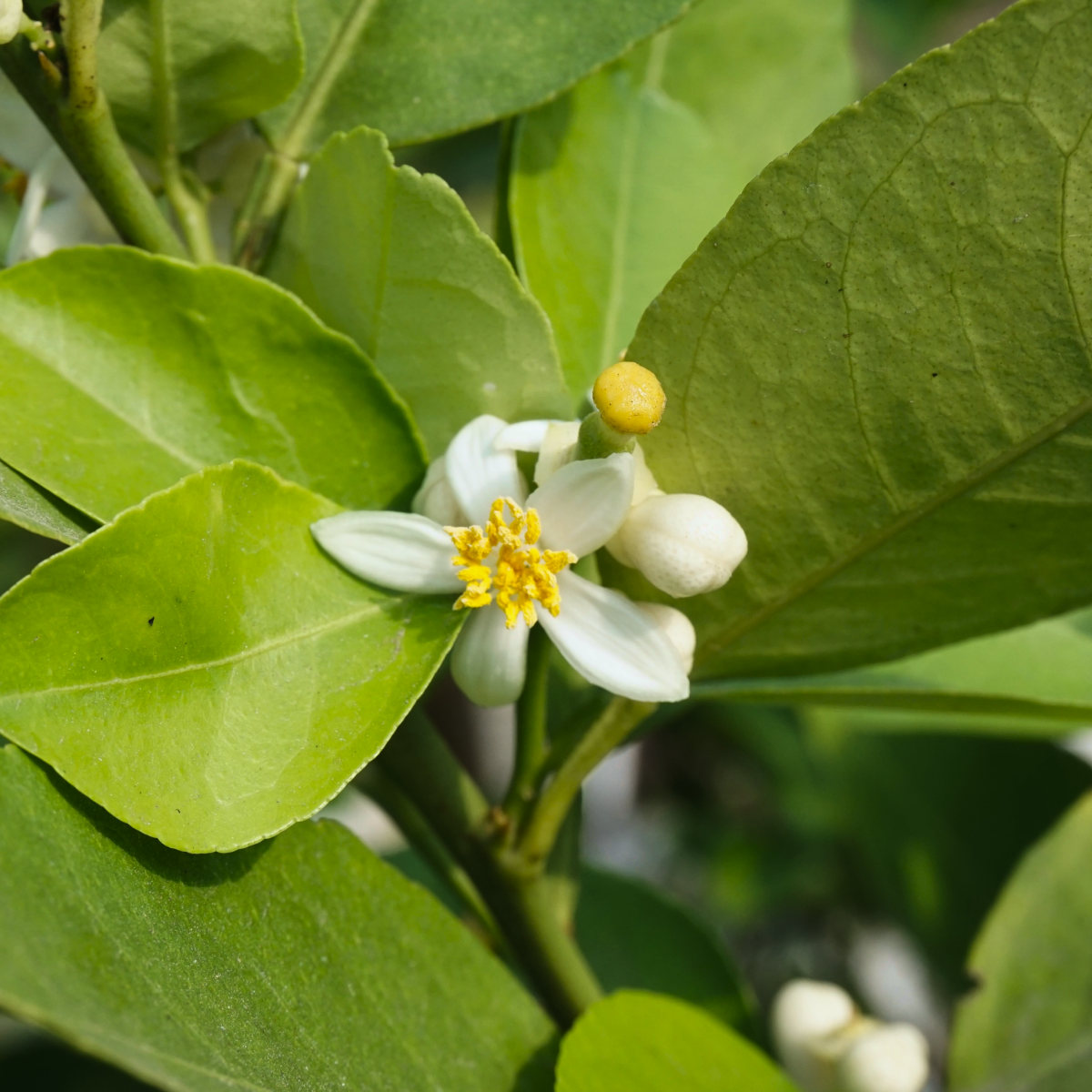 Key Lime Tree