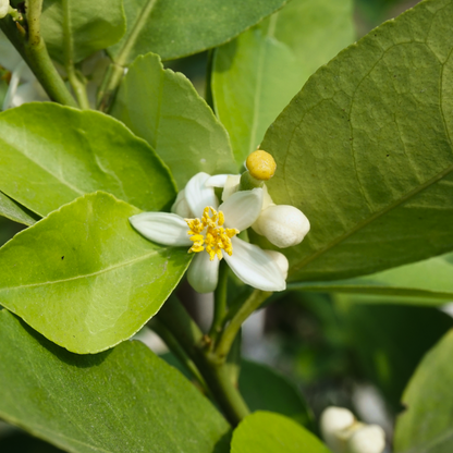 Key Lime Tree